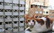 Redes de Proteção para Gatos 